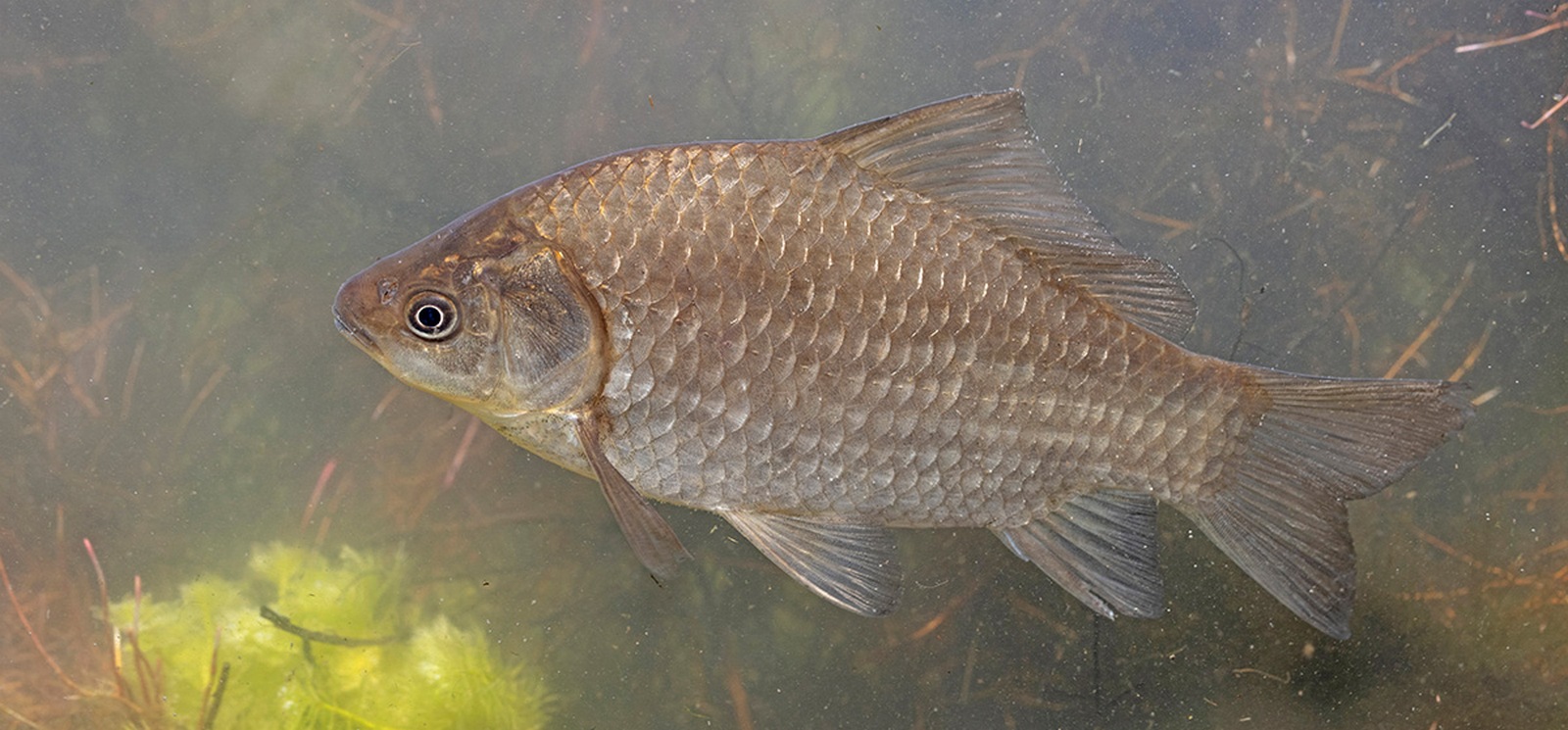 Carassius gibelio (Bloch, 1782)